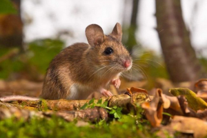 Жовто-миша - гризун довгий хвіст Жовто-миша - гризун довгий хвіст